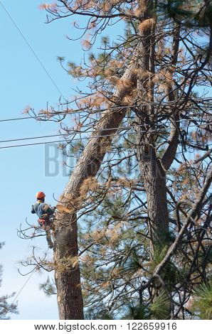 West Point, CA-March 15, 2016: Lumberjack removing dead beetle killed trees so they do not fall on power lines in California