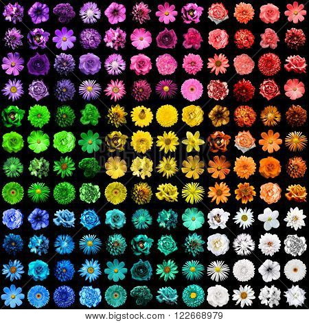Mega pack of 144 in 1 natural and surreal blue, yellow, red, green, orange, turquoise, violet and pink flowers isolated on black