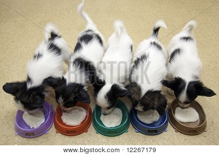 Lille hvalpe Papillon spise