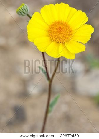 Flowers During 2016 Super Bloom In Death Valley
