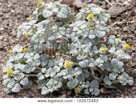 Flowers During 2016 Super Bloom In Death Valley