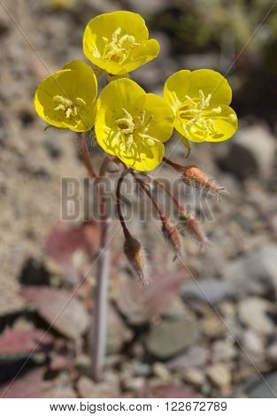 Golden Evening Primrose (Camissonia brevipes) during the 2016 Super Bloom in Death Valley National Park.
** Note: Shallow depth of field