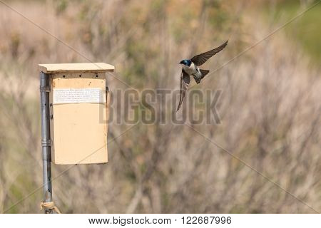 Blue Tree swallow bird, Tachycineta bicolor, sits on a nesting box in San Joaquin wildlife sanctuary, Southern California, United States