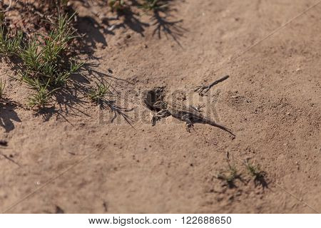 Brown common fence lizard, Sceloporus occidentalis, perches on the edge of a burrow in the sand.