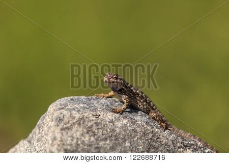 Brown common fence lizard, Sceloporus occidentalis, perches on a rock with a green background.