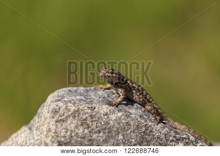Brown common fence lizard, Sceloporus occidentalis, perches on a rock with a green background.