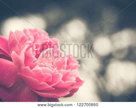 Soft focus photo of beautiful single pink roses with de-focused bokeh green leaves andlights in background. Extremely shallow dof. Vintage style photo and filtered process.
