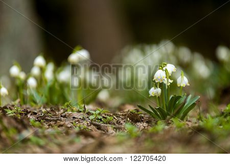 Early Spring Snowflake Flowers