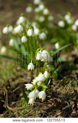 Early Spring Snowflake Flowers