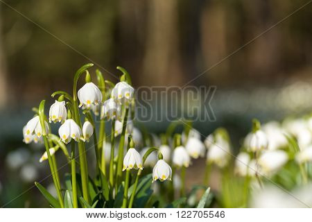 Early Spring Snowflake Flowers