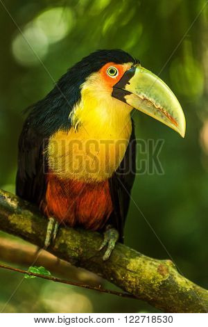Green-billed toucan perched on branch in jungle
** Note: Visible grain at 100%, best at smaller sizes