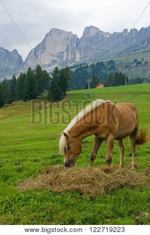 Palomino Horse In The Alps