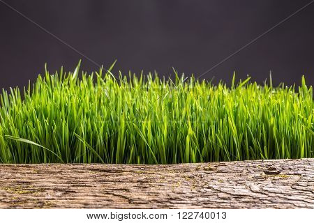 Wooden pattern mix with fresh green grass