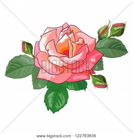 Realistic rose with buds and leaves. Isolated image of a beautiful flower.Floral vector illustration.