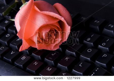 Rose auf Computer-Tastatur