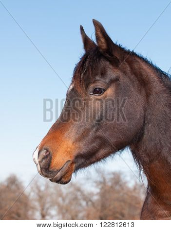 Profile of a cute dark bay Arabian horse against blue winter sky