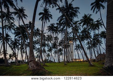 Sri Lanka. Beruwela. Palm grove on the island lighthouse
