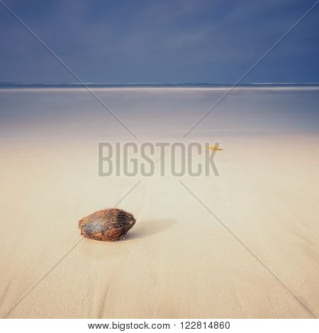 Sri Lanka. Beruwela. Beach Moragalla. Coconut on the beach.
