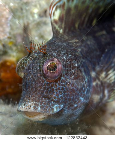 A Small Fish Comes Out On The Rock