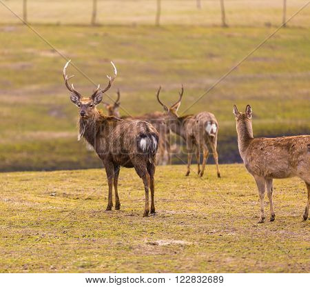 Dybowski Deer (sika Deer)