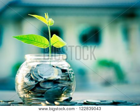 Sprout growing on glass piggy bank with home in saving money concept