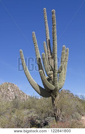 Giant thorny Saguaro Cactus in Sonoran Desert of Southwestern USA