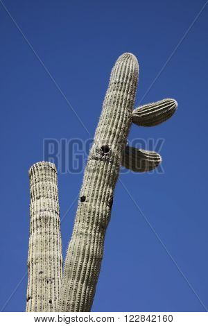 Giant thorny Saguaro Cactus in Sonoran Desert of Southwestern USA