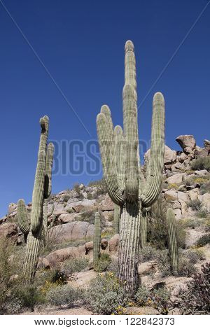 Giant thorny Saguaro Cactus in Sonoran Desert of Southwestern USA