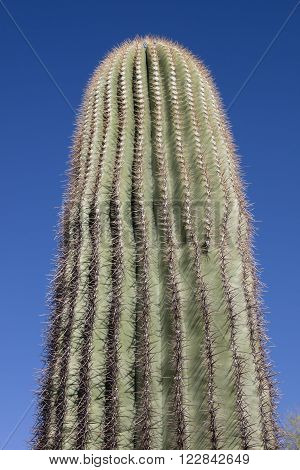 Giant thorny Saguaro Cactus in Sonoran Desert of Southwestern USA