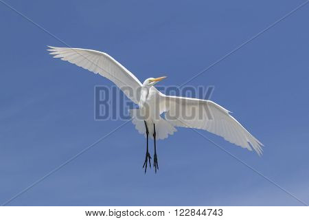 Great Egret In Flight - Florida