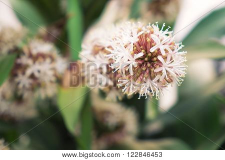 Vintage tone, soft focus, blossom Dracaena Fragrans flowers, selective focus