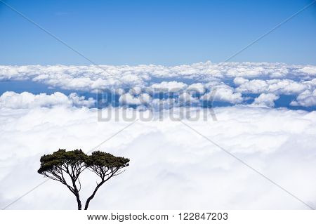 Ranau Sabah Malaysia-March 12,2016:Twisted alpine trees growing at high altitude from Timpohon trail to Laban Rata on way to Mount Kinabalu. Mount Kinabalu is the highest mountain in Southeast Asia