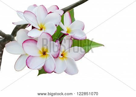 Sweet and romantic dreamy colour bunch of pink  frangrant flowers plumeria or frangipani on white