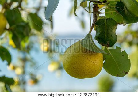 Pear tree with a nice pear (pyrus)