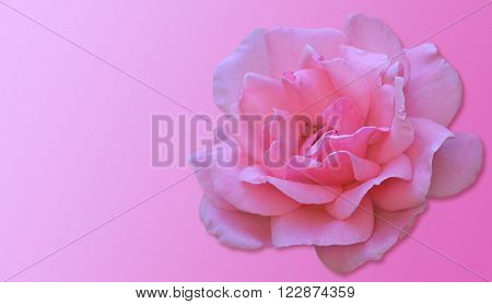 Background illustration of roses on a pink background.