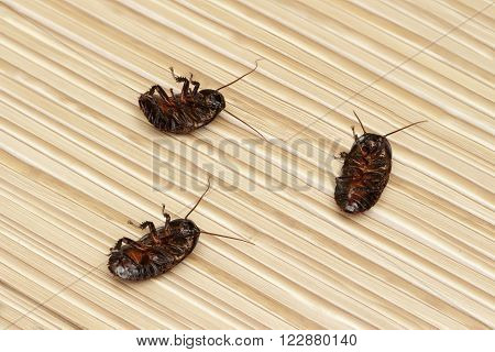 three dead cockroach on the floor in an apartment house. Inside high-rise buildings. Fight with cockroaches in the apartment. Extermination.