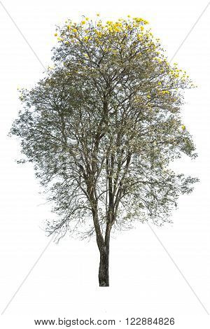 golden tree tabebuia isolated on white background