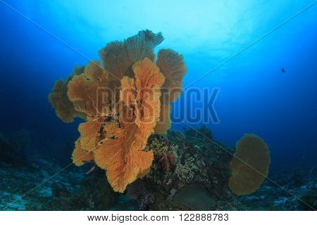 Gorgonian Fan Corals on reef in Similan Islands, Thailand