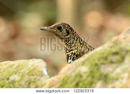 beautiful White's Thrush (Zoothera aurea) in Thai forest
** Note: Visible grain at 100%, best at smaller sizes