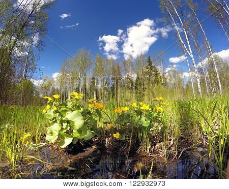 flowering marsh marigold (Caltha palustris) blooms on a meadow