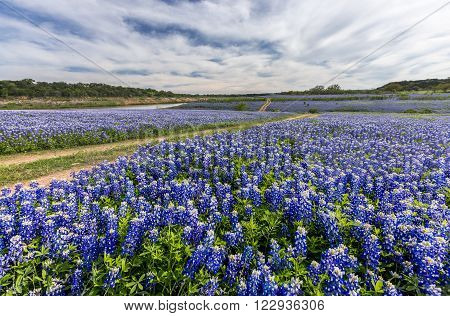 Large Texas bluebonnet field in Muleshoe Bend Austin TX.