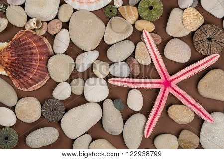 Seashell pebbles and red starfish for background