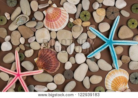Seashell pebble and starfish for a  background