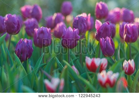 Beautiful tulips field in the garden nature