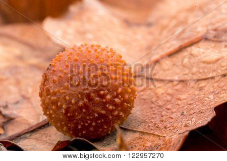 Big oak apple on leaf (common oak gall wasp)