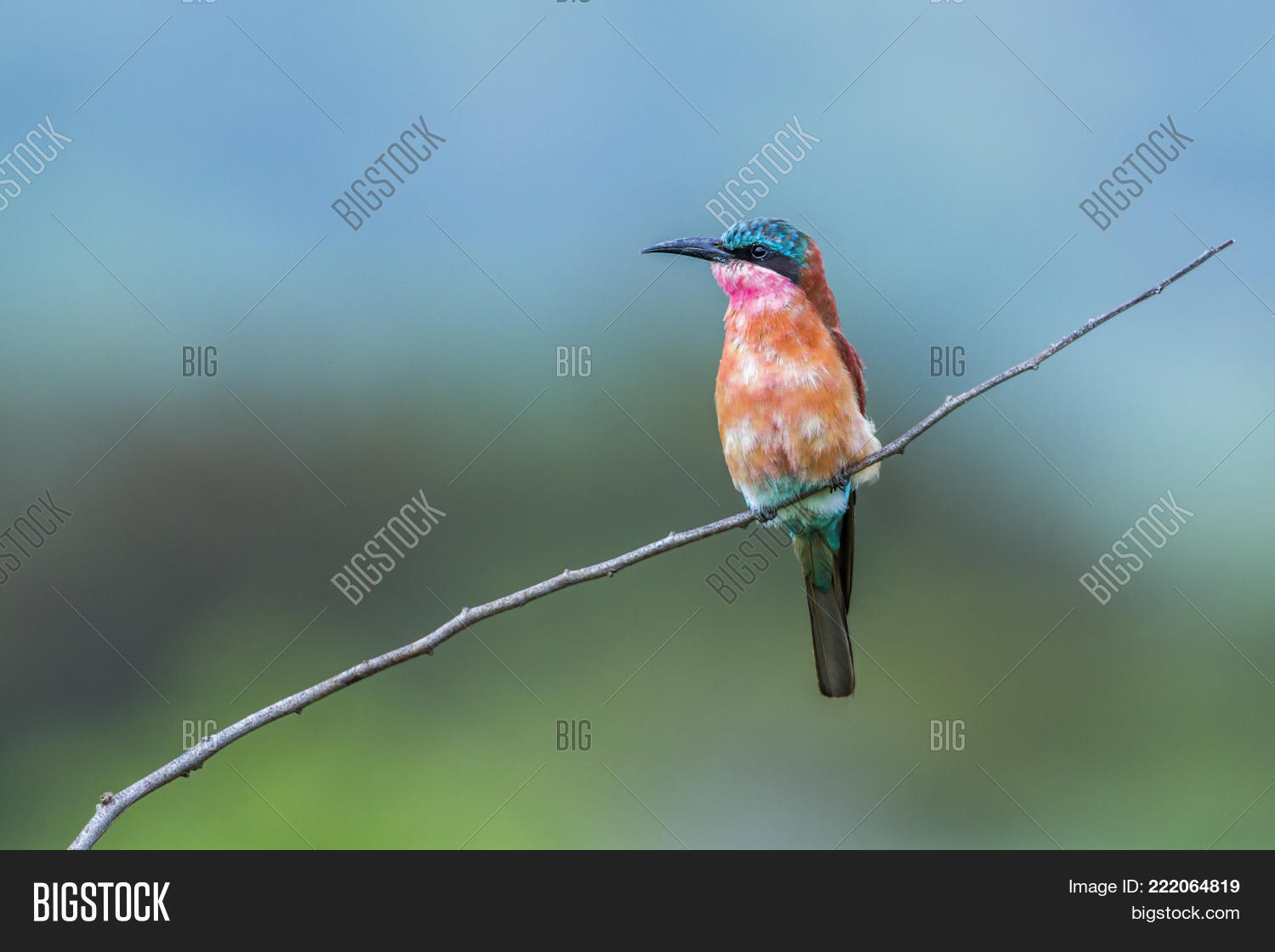 Image Preview