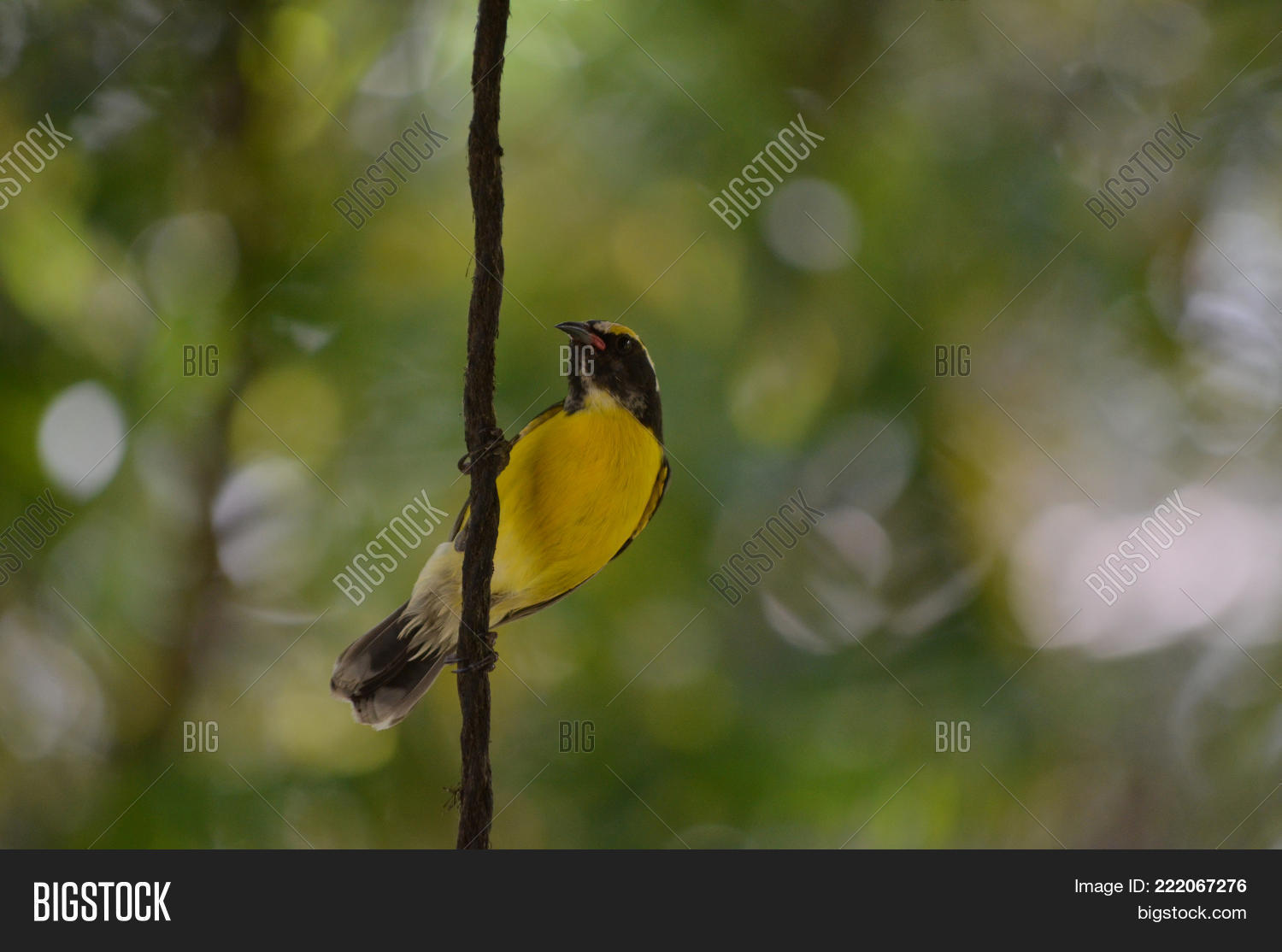 Image Preview
