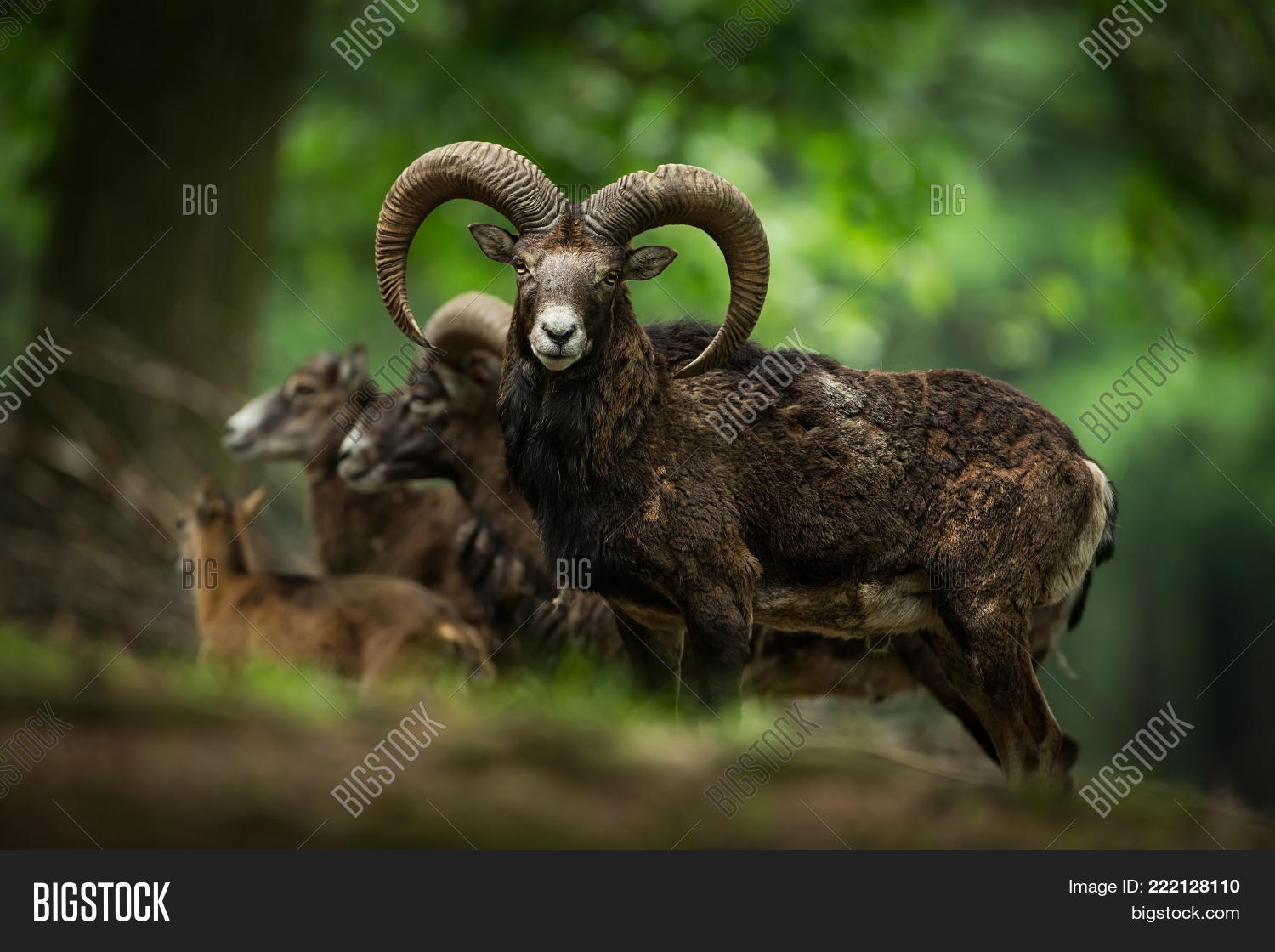 Image Preview