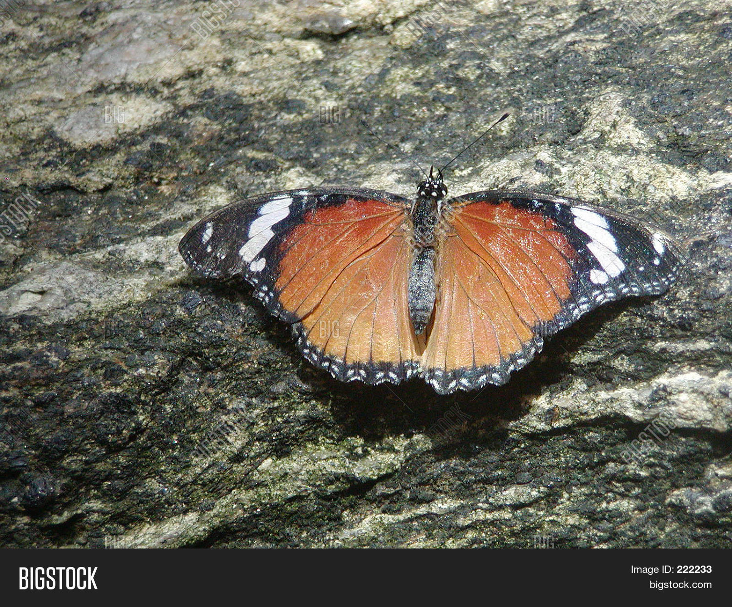 Image Preview