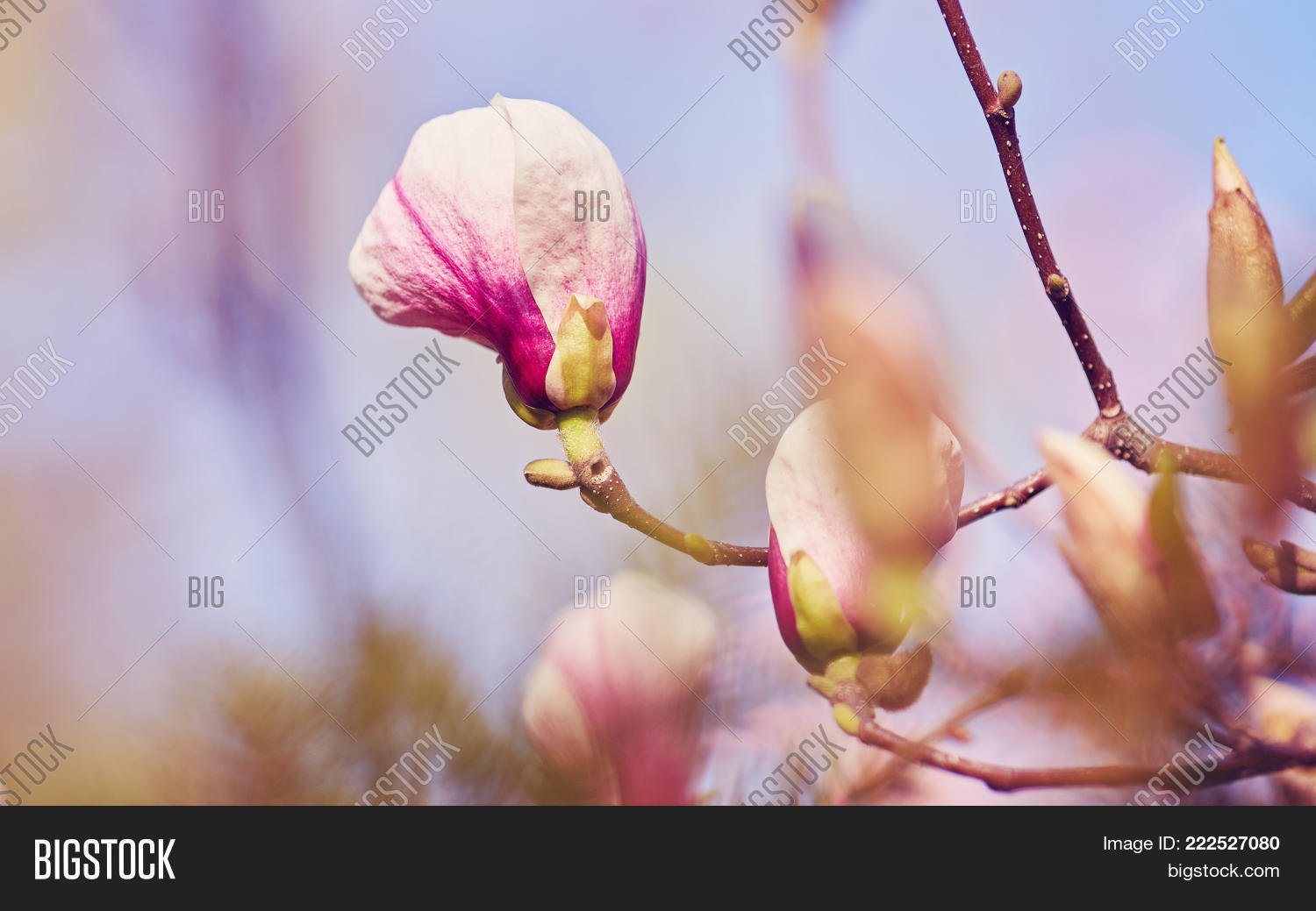 Image Preview